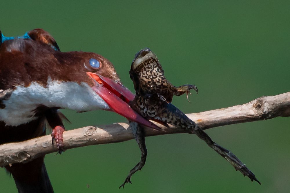 desperate eyes covered by nictitating membrane