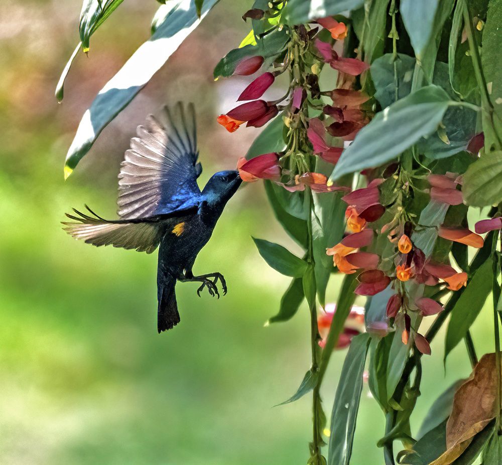 Photograph by Subir Ghosh