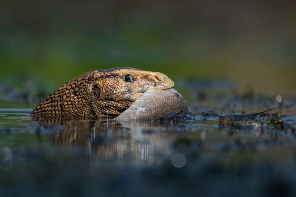 i see if anyone is staring at my food