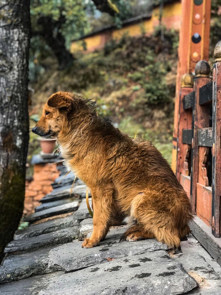 Photograph by Tashi Dorji