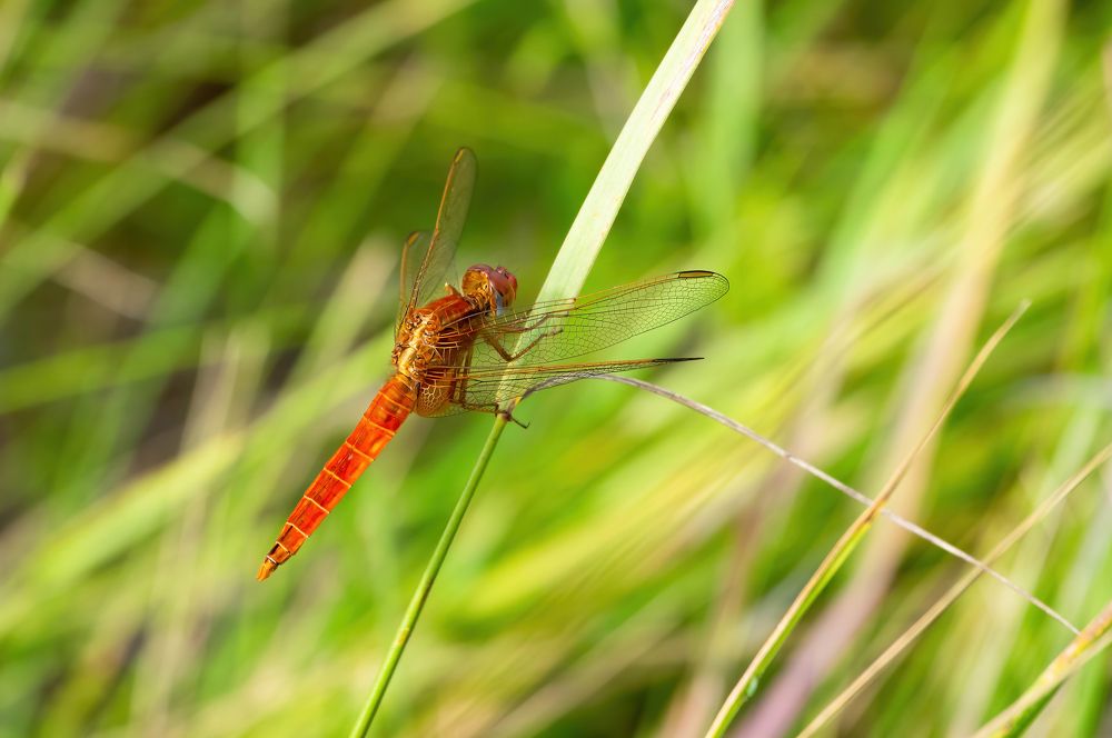 Photograph by Tamás Farkas