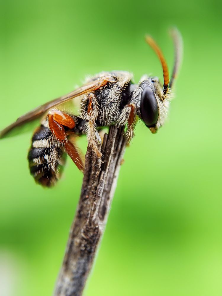 Photograph by Sumanth Varma skmacrographer