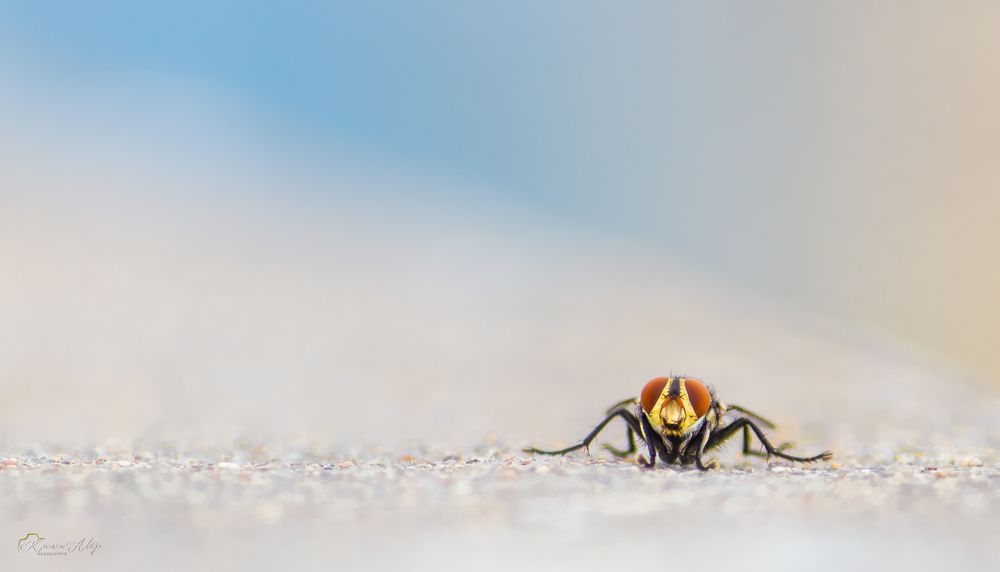 Photograph by Karanamaditya