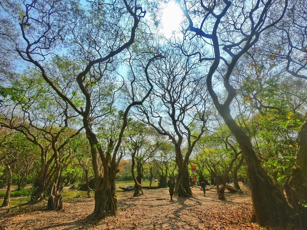 Ratargul Swamp Forest