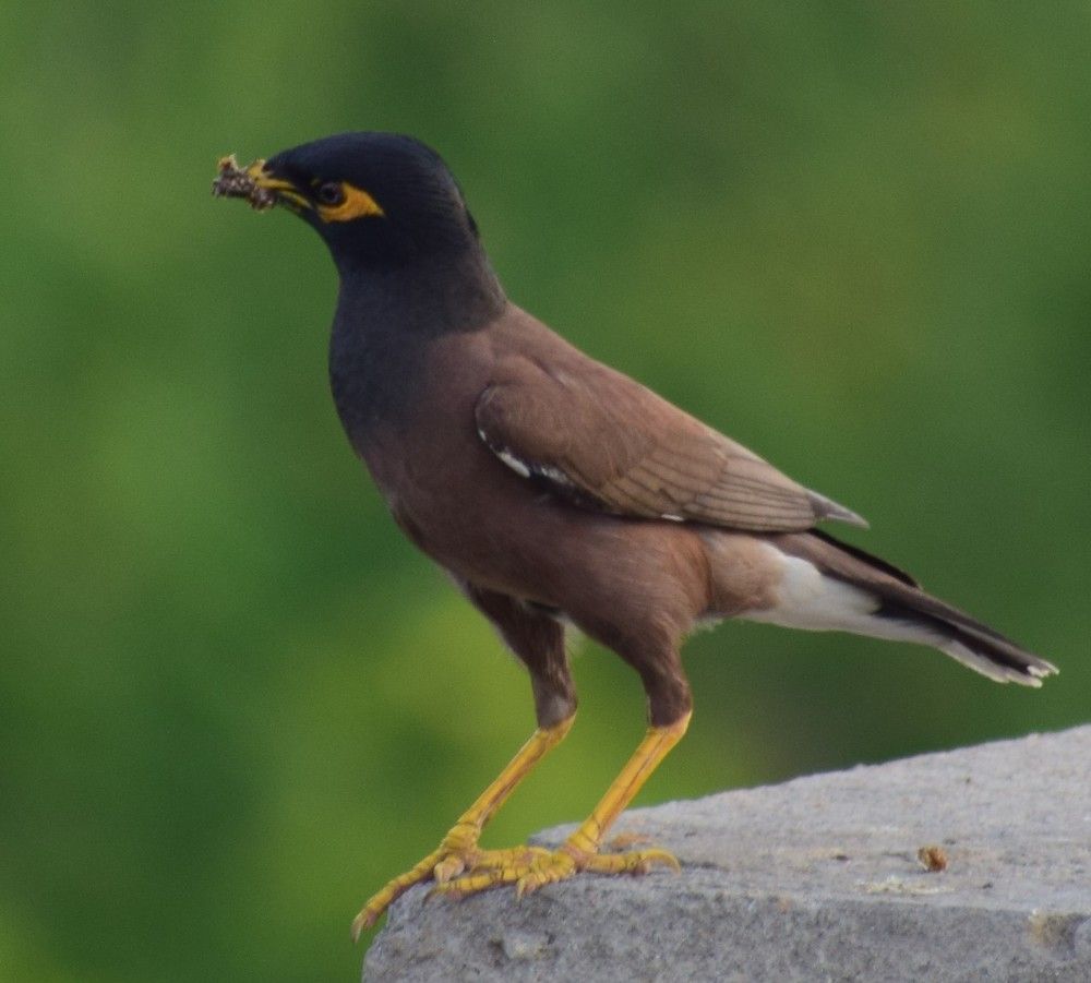 Photograph by Pathrose Mathew