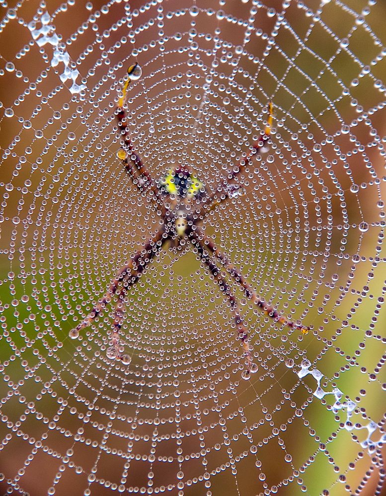 Photograph by Surojit Ghosh
