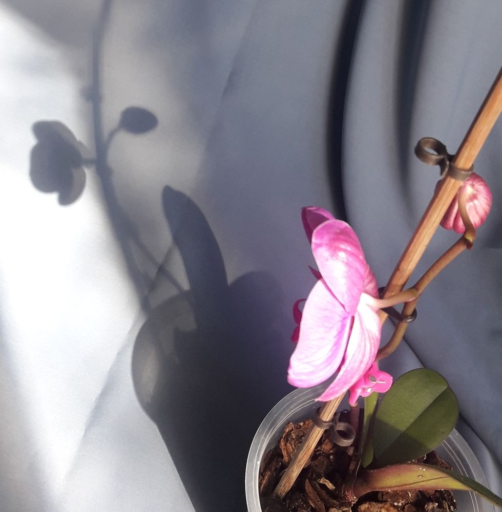 Photograph by Лариса Фомина