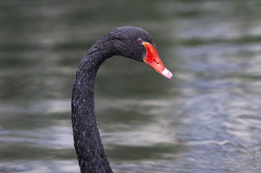Black swan on the pond