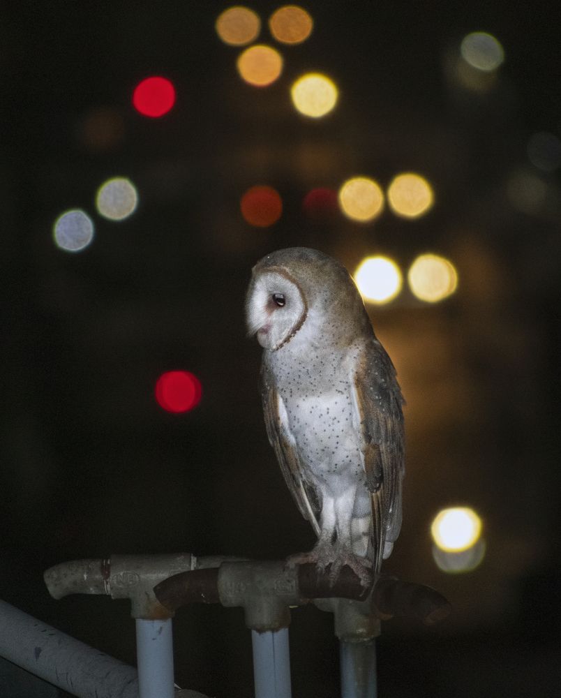 Barn Owl & street lights