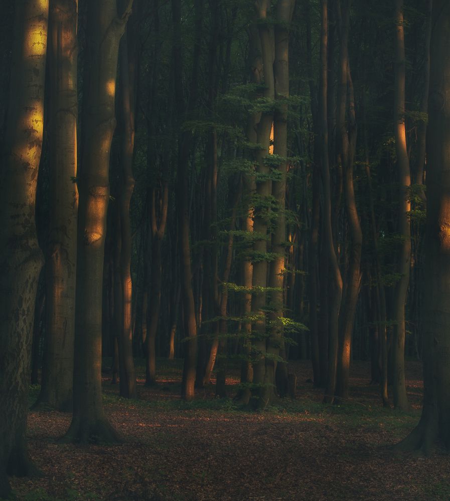 Photograph by Kogut Michał