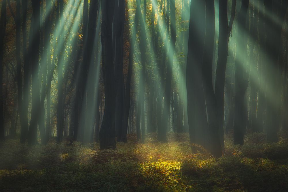 Photograph by Kogut Michał