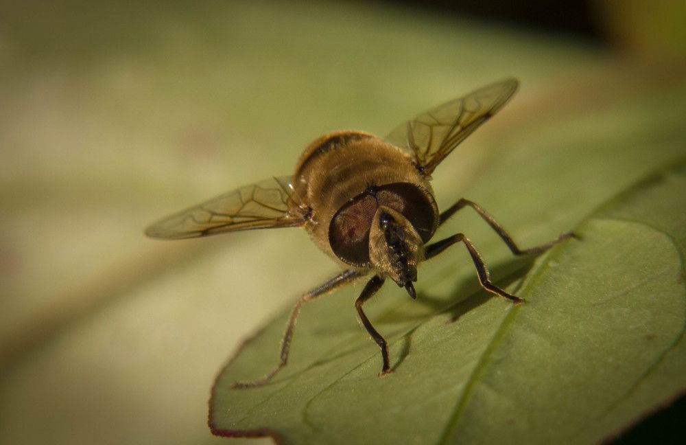 Эти глаза напротив...)))