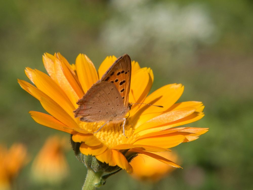 Где-то , оранжевым летом...)))