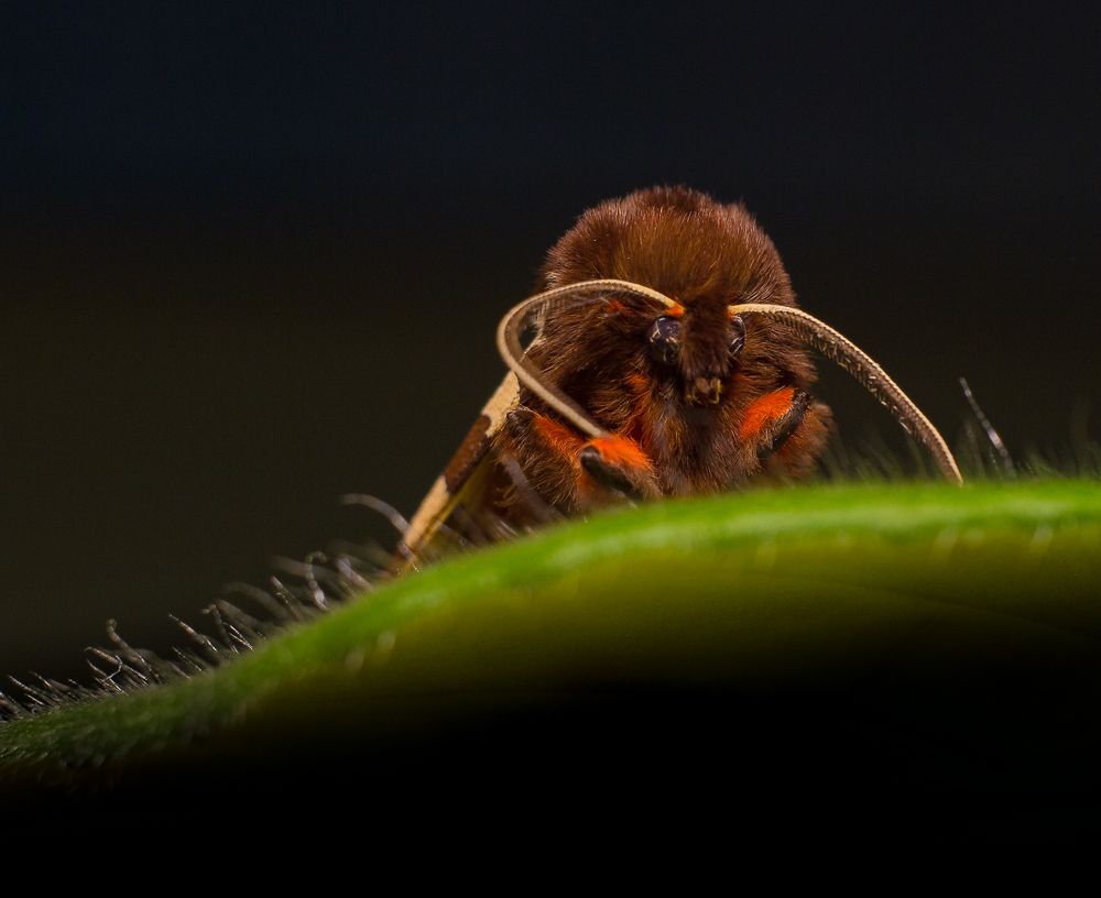 Bison on the meadow ...