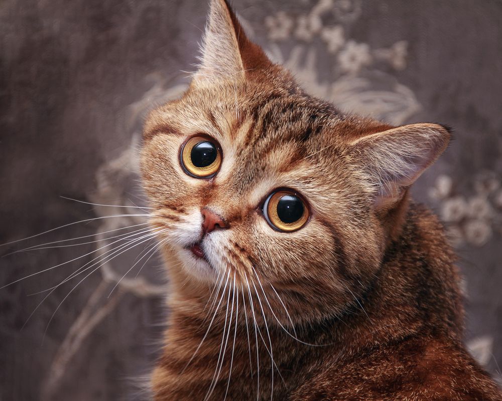 Эти глаза напротив...