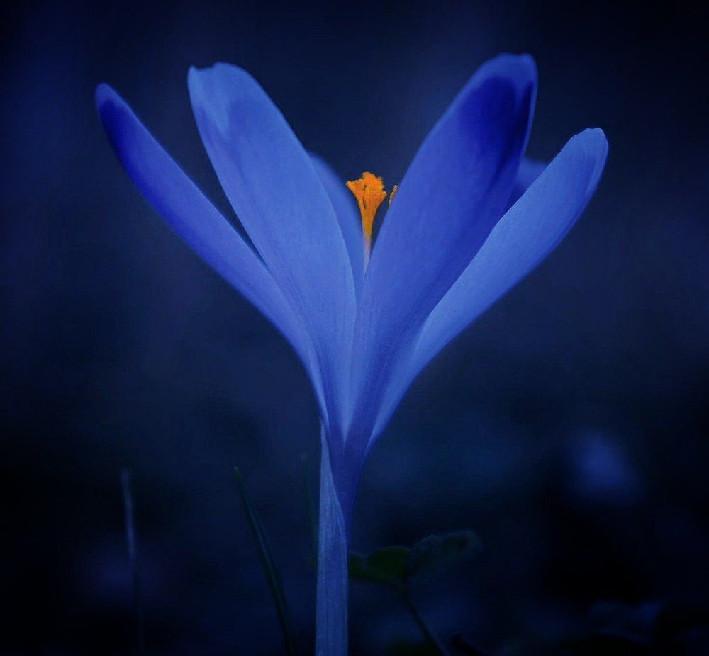 Фотография автора Amra Mujić