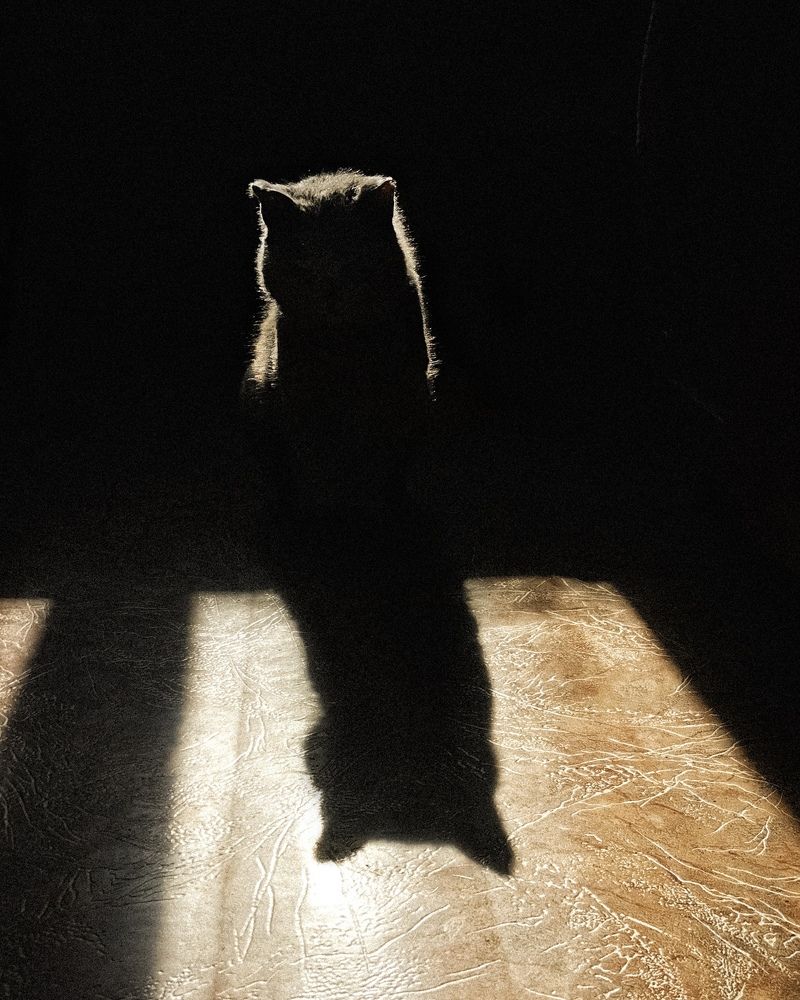 Мартовский кот