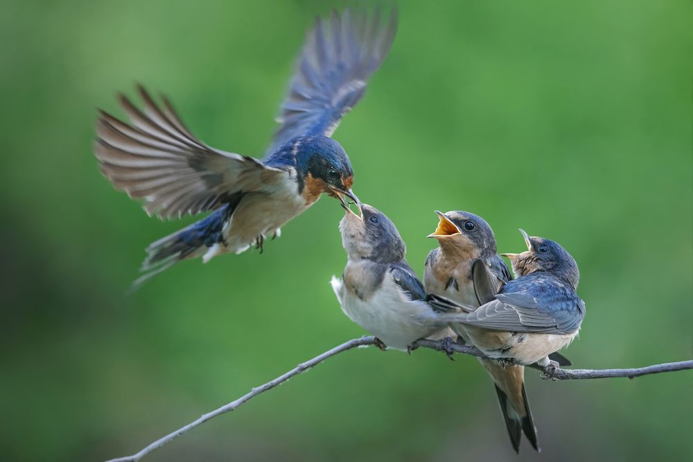 Photograph by Mazbaul Hasan
