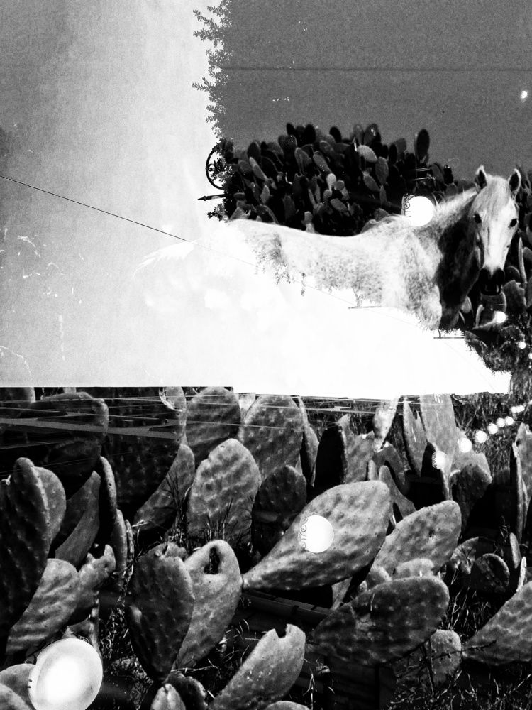 Photograph by Manel Balti