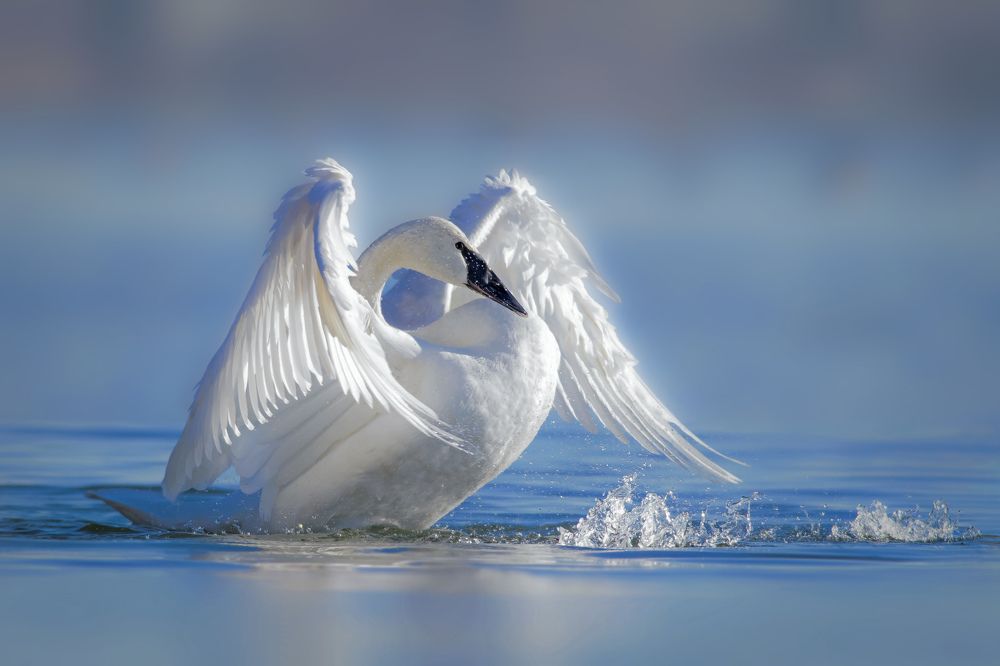 Photograph by Mazbaul Hasan