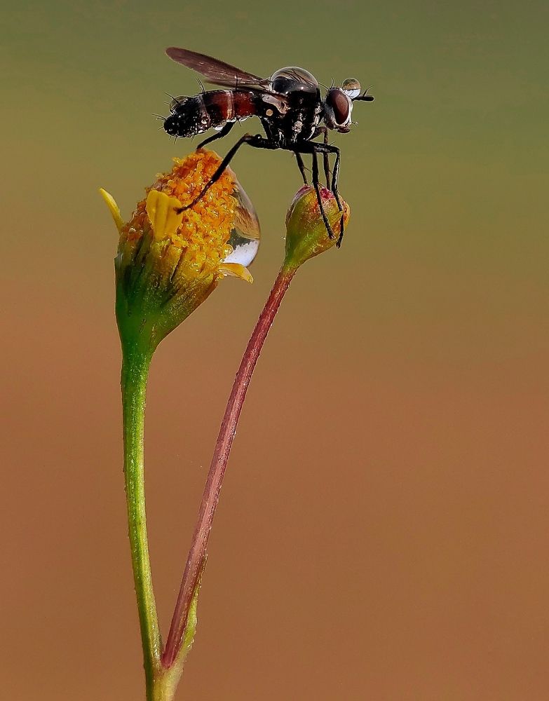 Photograph by Shankhadip Choudhury