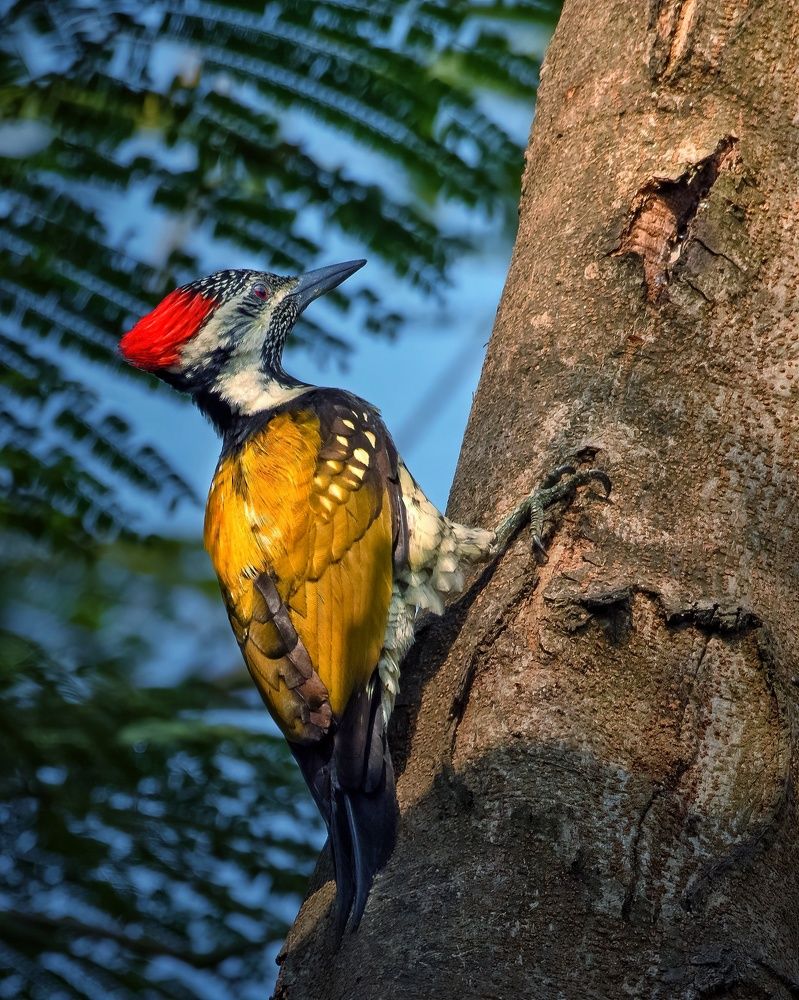 Photograph by Satyaki Acharya