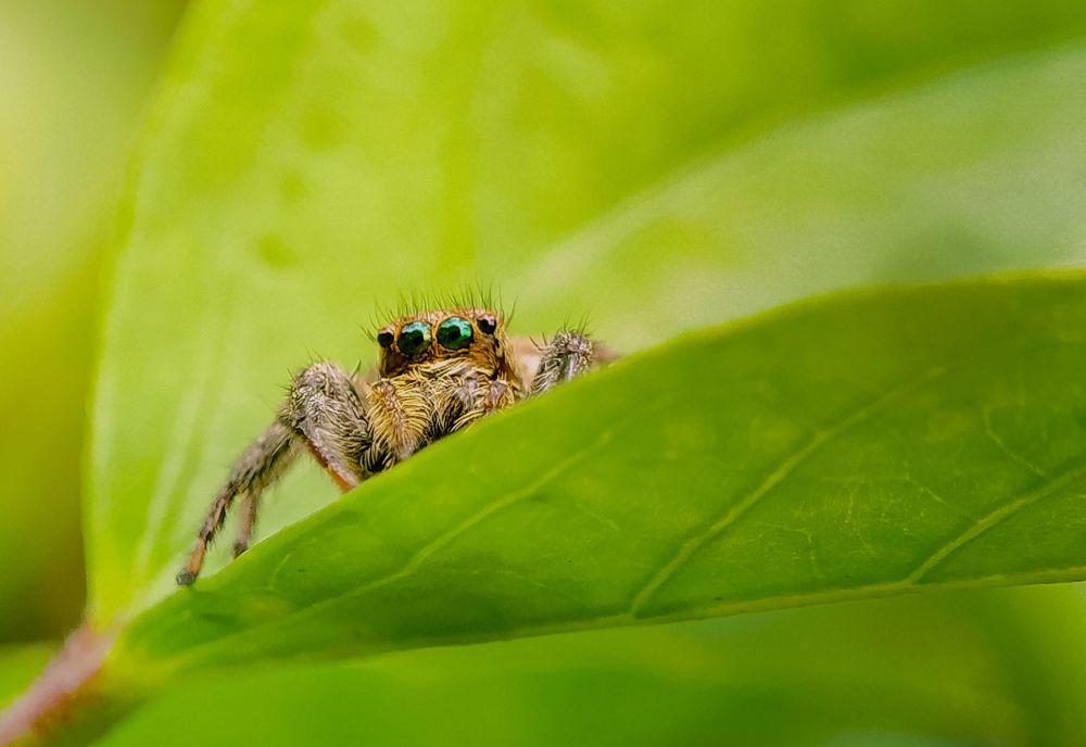 The Eyes of Jumping Spider