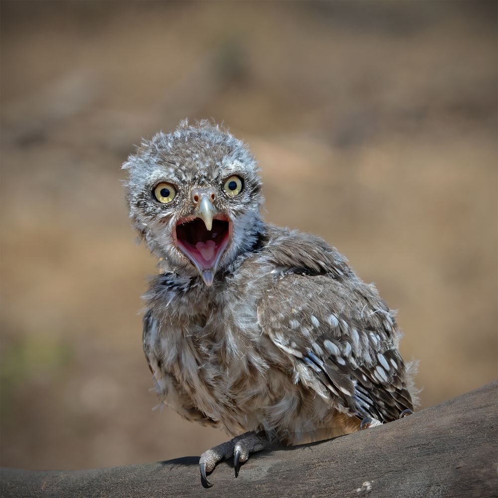 Photograph by Prasad Sonawane