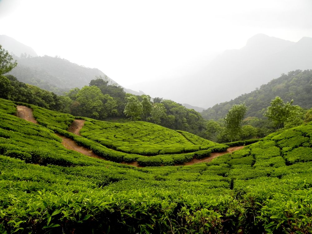 TEA GARDEN - MUNNAR