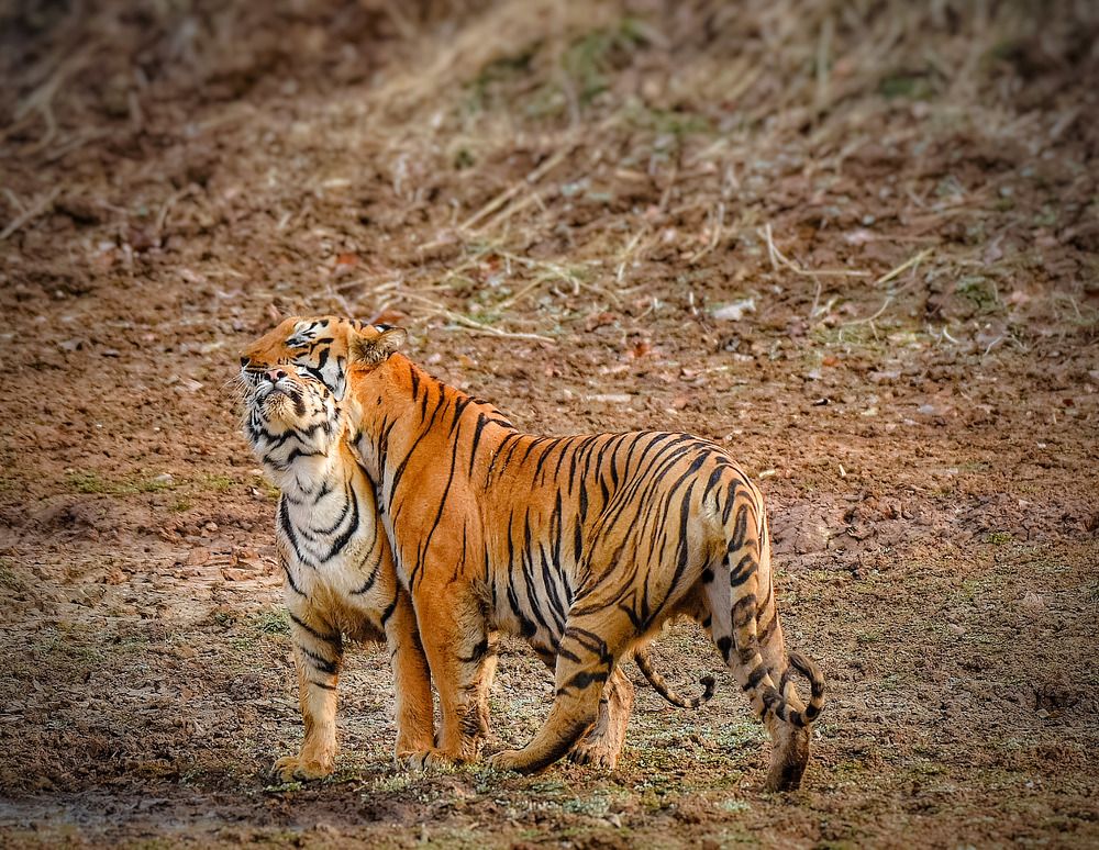 Photograph by Amit Sharma