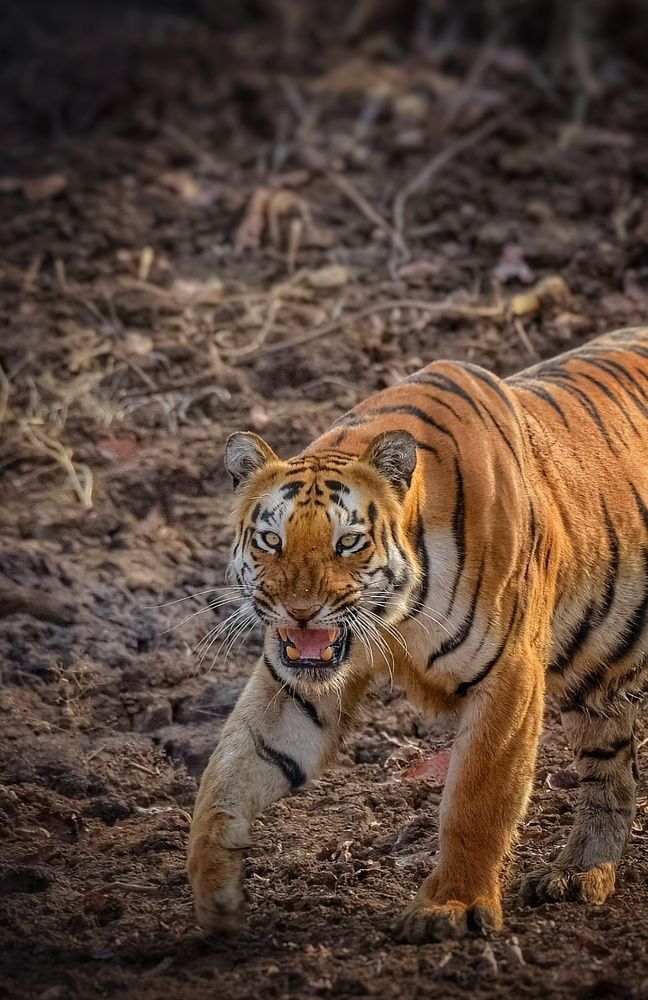 Photograph by Amit Sharma