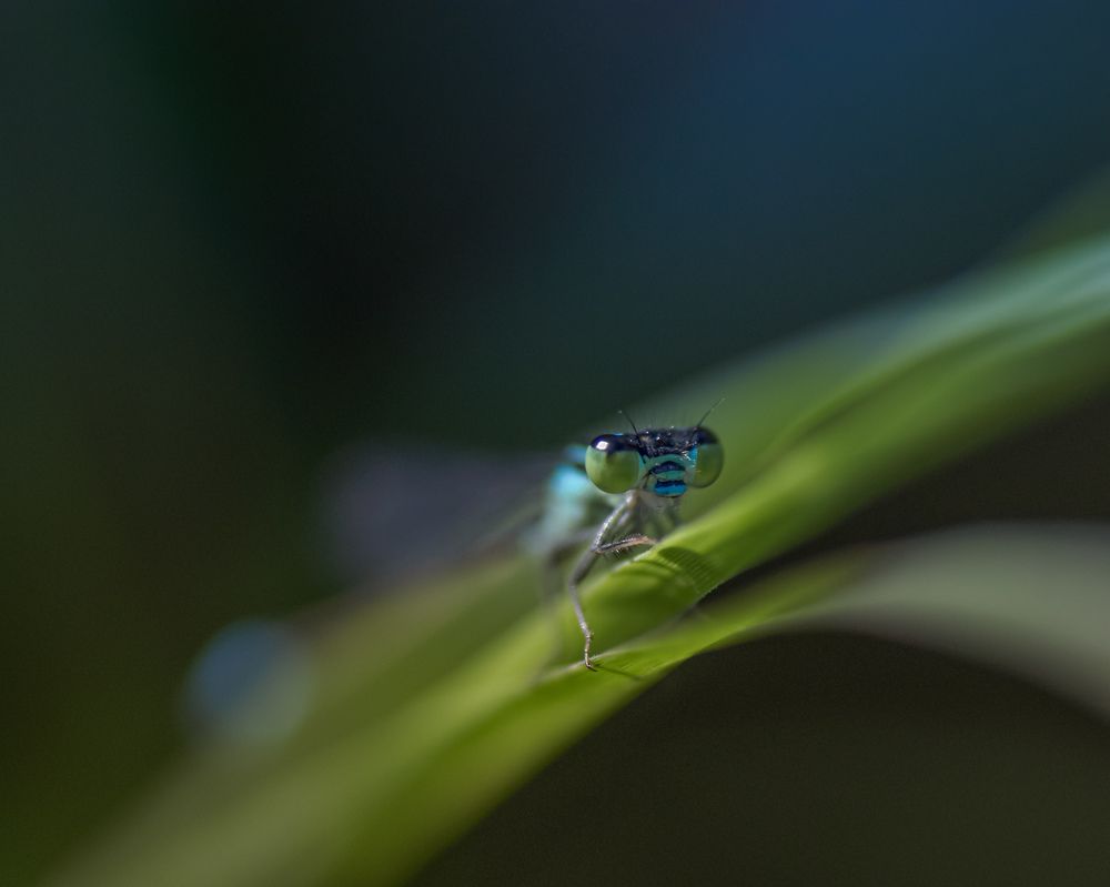 Blue damselfly