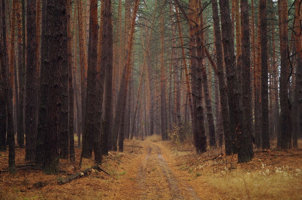 Photograph by Евгений Кулик