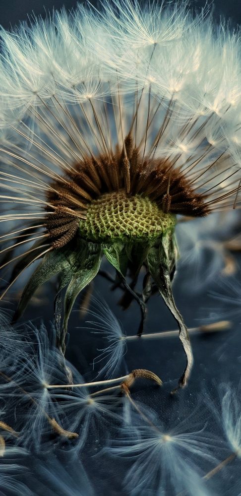 Безмятежность