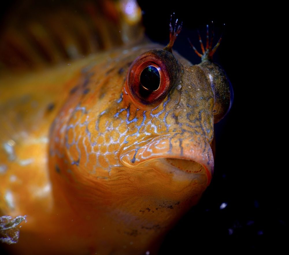 Photograph by Omar Bradai