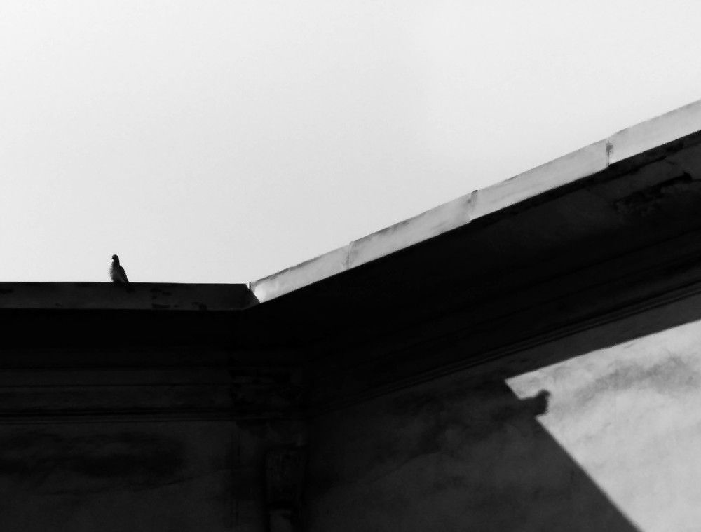 Photograph by laya jebelli