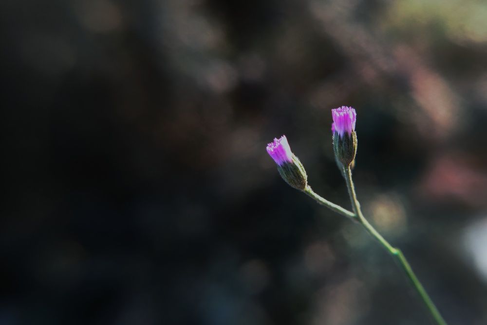 Photograph by Idris hunaid