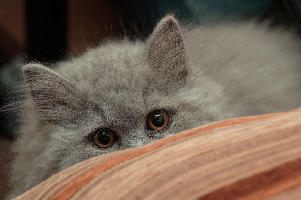 Photograph by dmihel