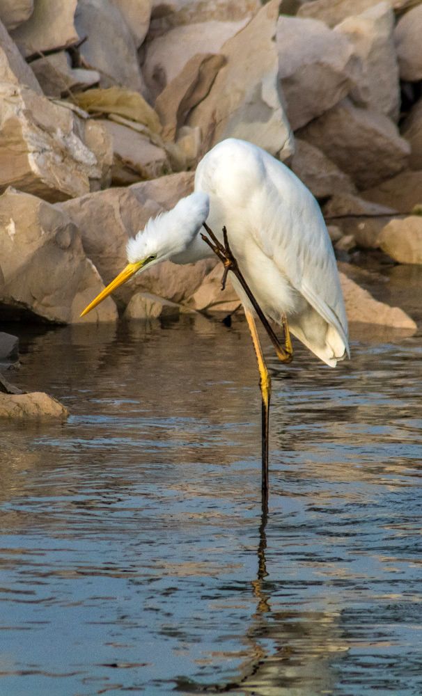 Great Egret