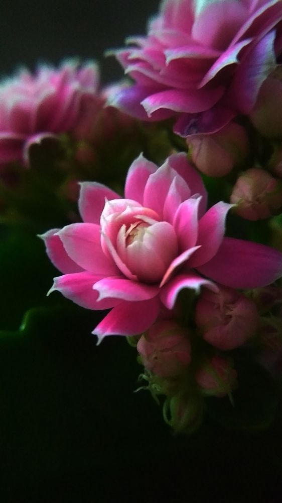 Photograph by Svetlana Shtunova