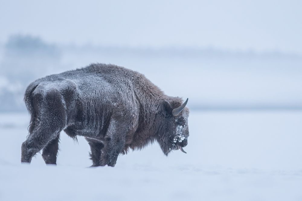 Photograph by Dariusz Dryl