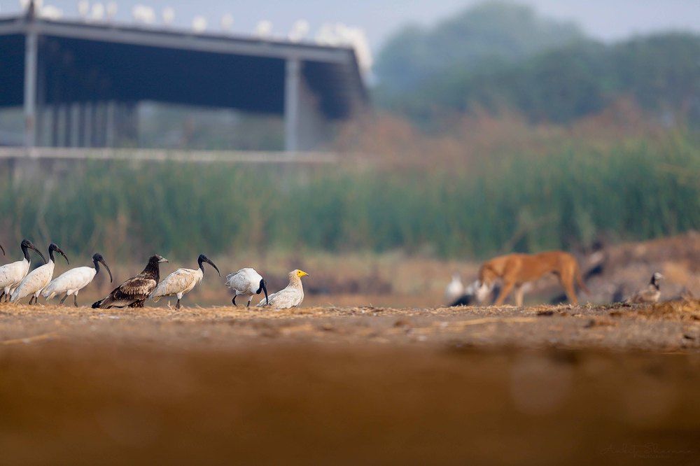 Photograph by Ankit Sharma