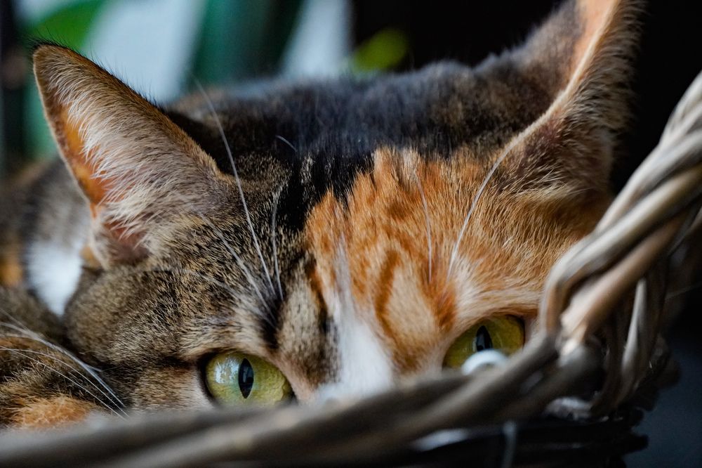 Photograph by Reinhold Seibel