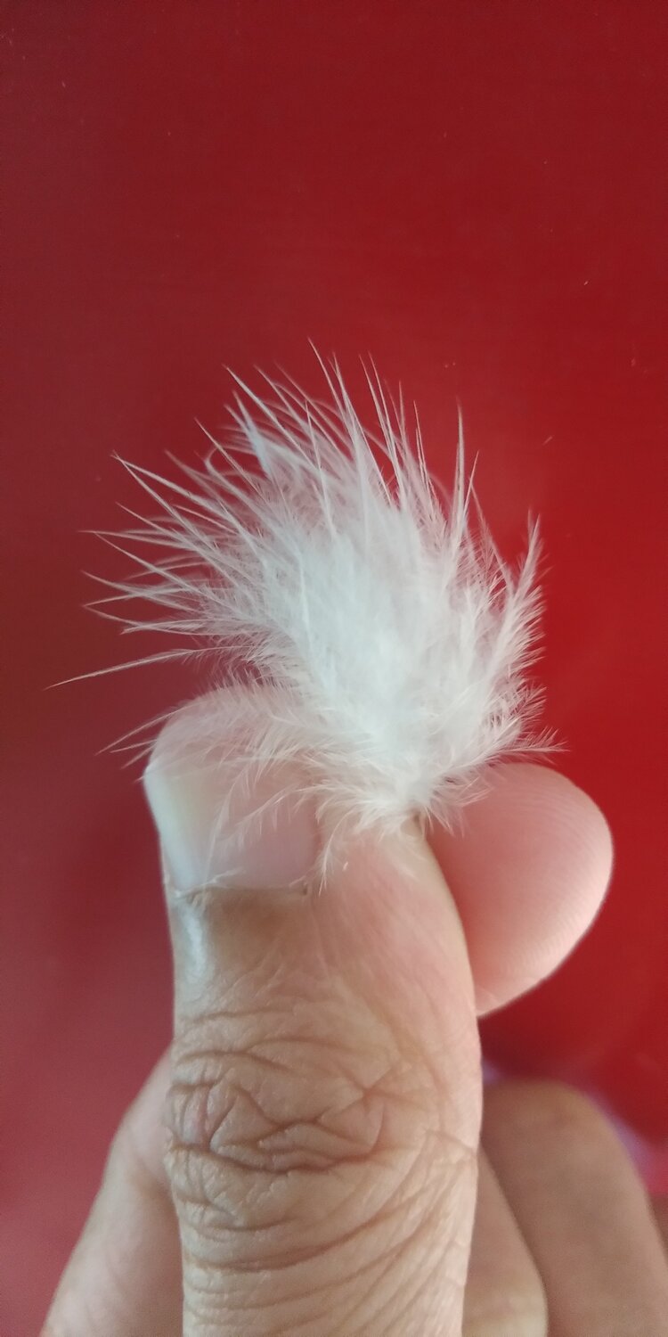 Little White Feather