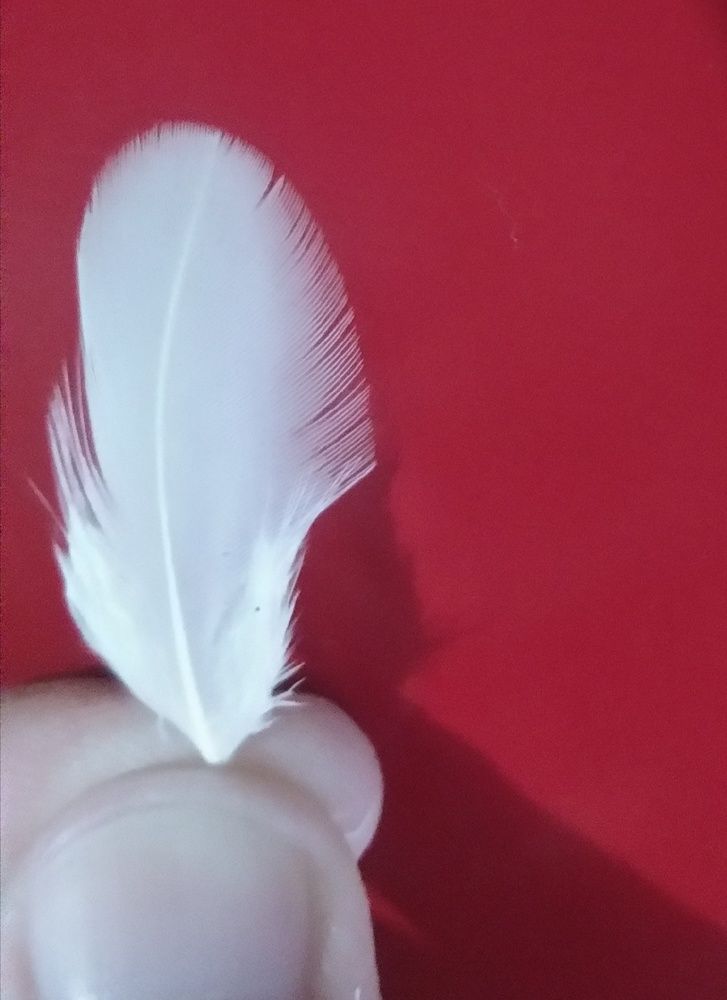 Little White Feather
