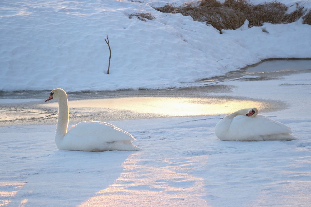 Photograph by Наталья Манусова