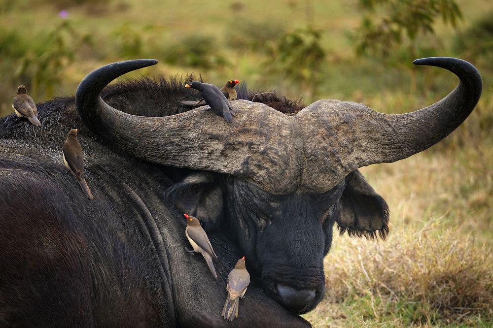 Photograph by Ирина Худзинская