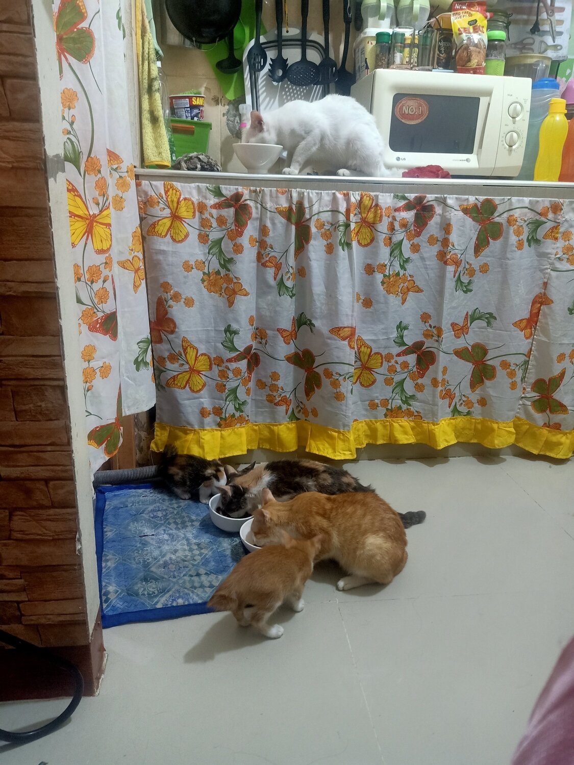 Photo #5955500