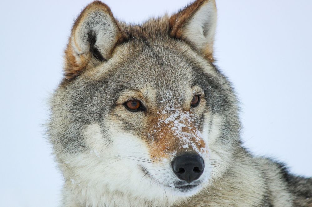 Photograph by Елена Верховская