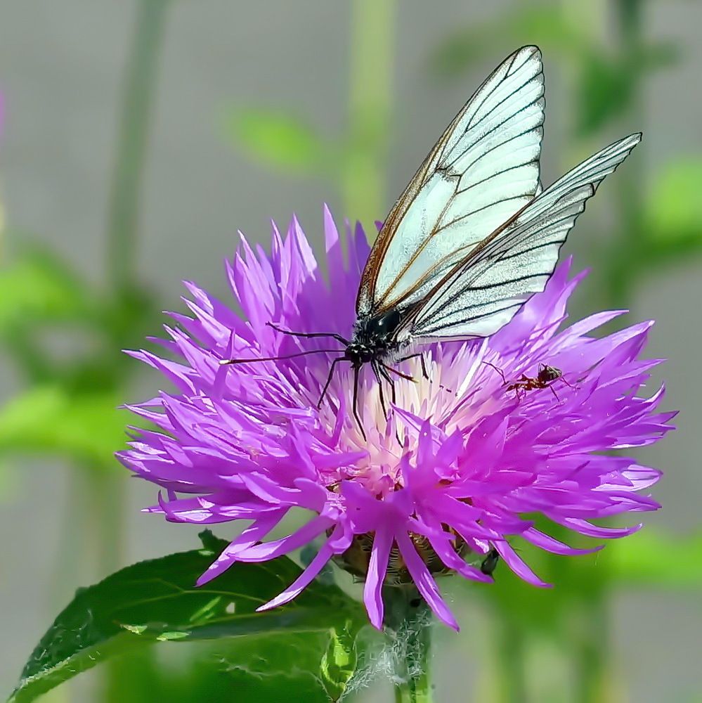 Photograph by НИНА АВЕРЬЯНОВА